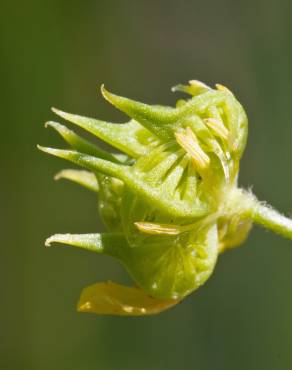 Fotografia 5 da espécie Ranunculus arvensis no Jardim Botânico UTAD