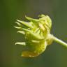 Fotografia 5 da espécie Ranunculus arvensis do Jardim Botânico UTAD