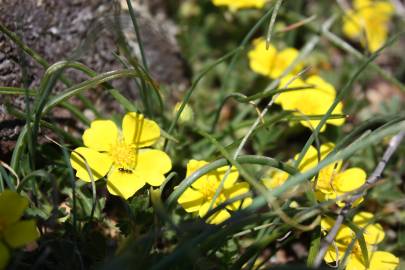 Fotografia da espécie Ranunculus gramineus