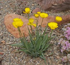 Fotografia da espécie Ranunculus gramineus