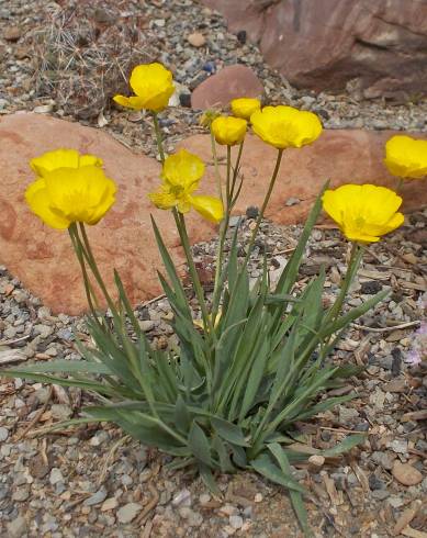 Fotografia de capa Ranunculus gramineus - do Jardim Botânico