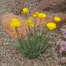 Fotografia 1 da espécie Ranunculus gramineus do Jardim Botânico UTAD