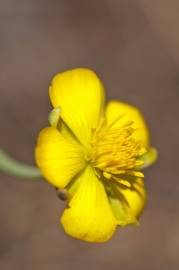 Fotografia da espécie Ranunculus gramineus