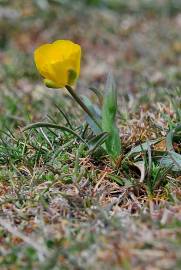 Fotografia da espécie Ranunculus gramineus