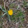 Fotografia 5 da espécie Ranunculus gramineus do Jardim Botânico UTAD