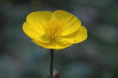 Fotografia da espécie Ranunculus gramineus