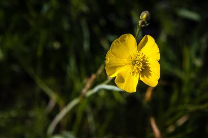 Fotografia da espécie Ranunculus gramineus