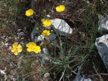 Fotografia da espécie Ranunculus gramineus