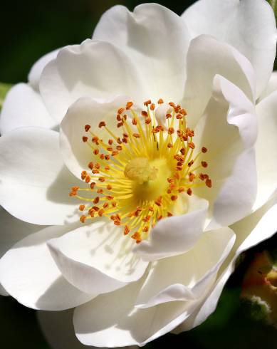 Fotografia de capa Rosa corymbifera - do Jardim Botânico