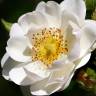 Fotografia 1 da espécie Rosa corymbifera do Jardim Botânico UTAD