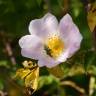 Fotografia 2 da espécie Rosa corymbifera do Jardim Botânico UTAD