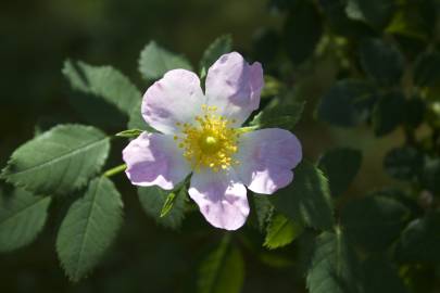 Fotografia da espécie Rosa corymbifera