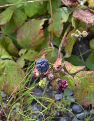 Rubus caesius