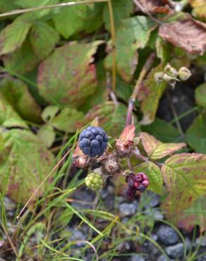 Fotografia 1 da espécie Rubus caesius no Jardim Botânico UTAD