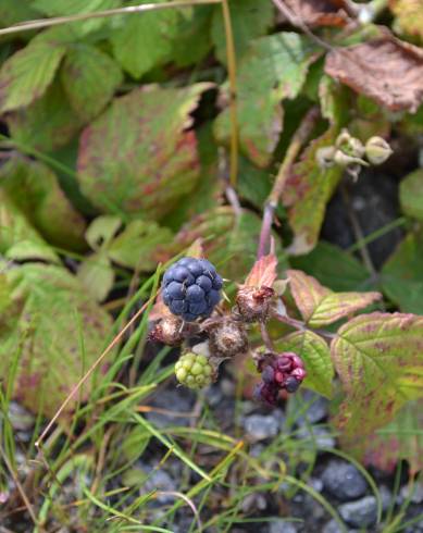 Fotografia de capa Rubus caesius - do Jardim Botânico