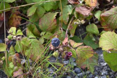 Fotografia da espécie Rubus caesius