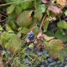 Fotografia 1 da espécie Rubus caesius do Jardim Botânico UTAD