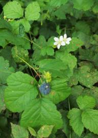 Fotografia da espécie Rubus caesius