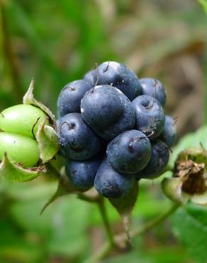 Fotografia 3 da espécie Rubus caesius no Jardim Botânico UTAD