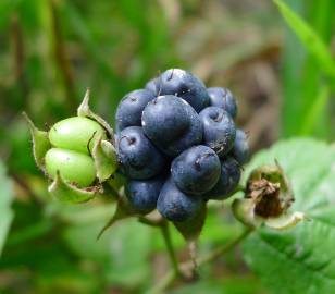 Fotografia da espécie Rubus caesius