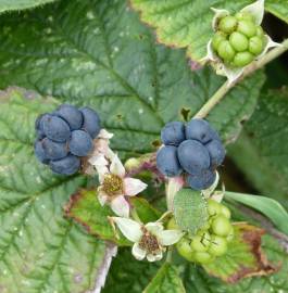 Fotografia da espécie Rubus caesius