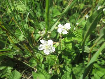 Fotografia da espécie Rubus caesius