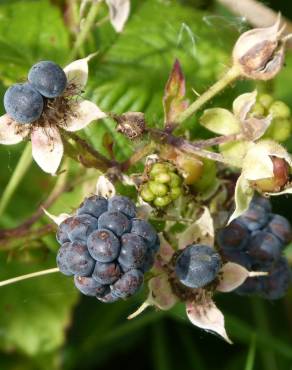 Fotografia 6 da espécie Rubus caesius no Jardim Botânico UTAD