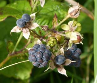 Fotografia da espécie Rubus caesius