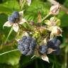 Fotografia 6 da espécie Rubus caesius do Jardim Botânico UTAD