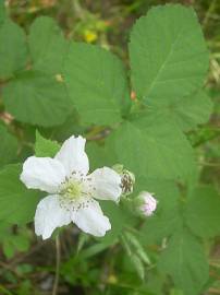 Fotografia da espécie Rubus caesius