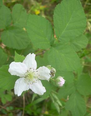 Fotografia 7 da espécie Rubus caesius no Jardim Botânico UTAD