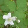 Fotografia 7 da espécie Rubus caesius do Jardim Botânico UTAD