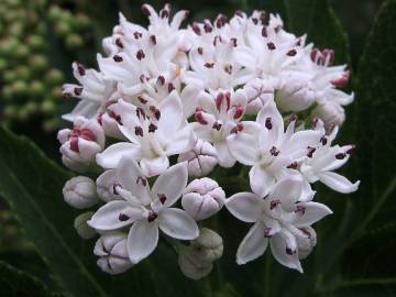 Fotografia da espécie Sambucus ebulus