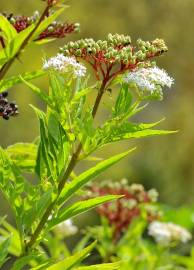 Fotografia da espécie Sambucus ebulus