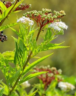 Fotografia 7 da espécie Sambucus ebulus no Jardim Botânico UTAD