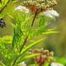 Fotografia 7 da espécie Sambucus ebulus do Jardim Botânico UTAD