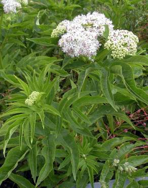 Fotografia 8 da espécie Sambucus ebulus no Jardim Botânico UTAD