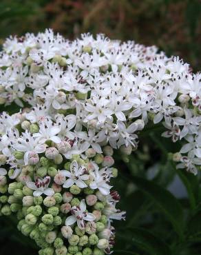 Fotografia 9 da espécie Sambucus ebulus no Jardim Botânico UTAD