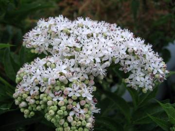 Fotografia da espécie Sambucus ebulus