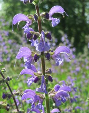 Fotografia 8 da espécie Salvia pratensis no Jardim Botânico UTAD