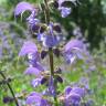 Fotografia 8 da espécie Salvia pratensis do Jardim Botânico UTAD