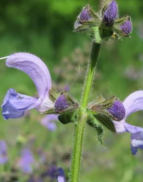 Fotografia 9 da espécie Salvia pratensis no Jardim Botânico UTAD