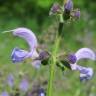 Fotografia 9 da espécie Salvia pratensis do Jardim Botânico UTAD