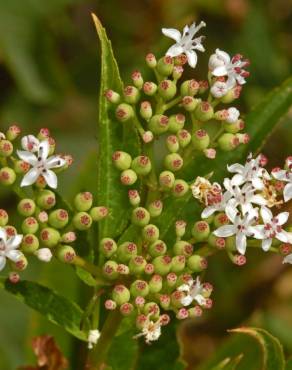 Fotografia 10 da espécie Sambucus ebulus no Jardim Botânico UTAD