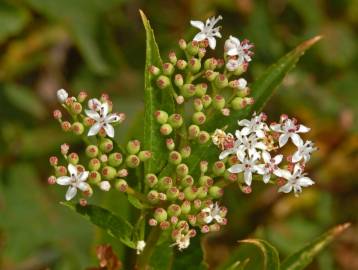 Fotografia da espécie Sambucus ebulus