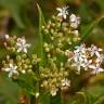 Fotografia 10 da espécie Sambucus ebulus do Jardim Botânico UTAD