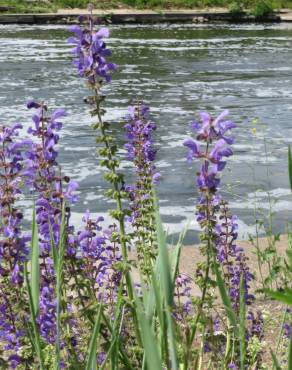 Fotografia 10 da espécie Salvia pratensis no Jardim Botânico UTAD