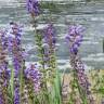 Fotografia 10 da espécie Salvia pratensis do Jardim Botânico UTAD