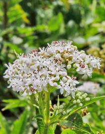 Fotografia da espécie Sambucus ebulus