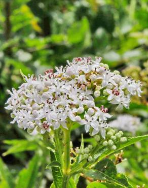 Fotografia 11 da espécie Sambucus ebulus no Jardim Botânico UTAD